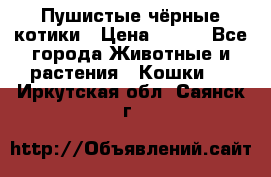 Пушистые чёрные котики › Цена ­ 100 - Все города Животные и растения » Кошки   . Иркутская обл.,Саянск г.